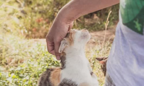 100-truth-about-cats-that-you-should-read-right-meow
