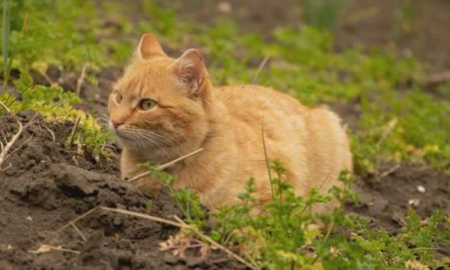 100-truth-about-cats-that-you-should-read-right-meow