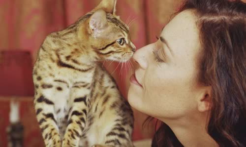100-truth-about-cats-that-you-should-read-right-meow