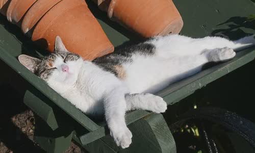 100-truth-about-cats-that-you-should-read-right-meow