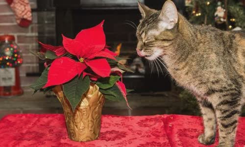 100-truth-about-cats-that-you-should-read-right-meow