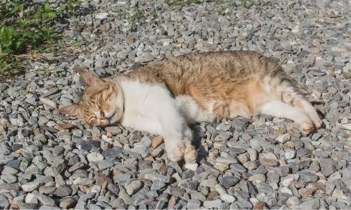 100-truth-about-cats-that-you-should-read-right-meow