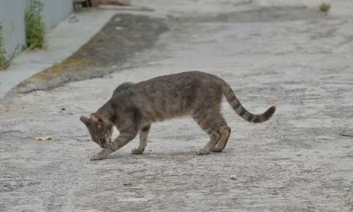 100-truth-about-cats-that-you-should-read-right-meow
