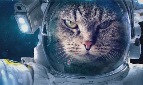 100-truth-about-cats-that-you-should-read-right-meow