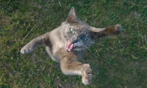 100-truth-about-cats-that-you-should-read-right-meow