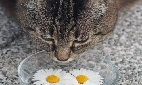 100-truth-about-cats-that-you-should-read-right-meow