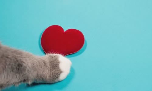 100-truth-about-cats-that-you-should-read-right-meow