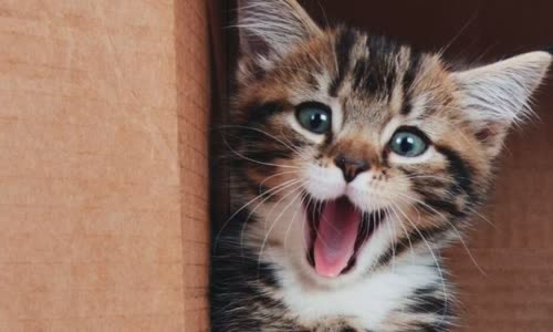 100-truth-about-cats-that-you-should-read-right-meow