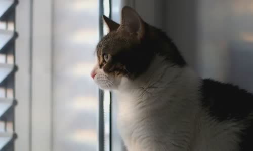 100-truth-about-cats-that-you-should-read-right-meow