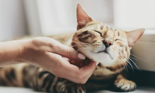 100-truth-about-cats-that-you-should-read-right-meow