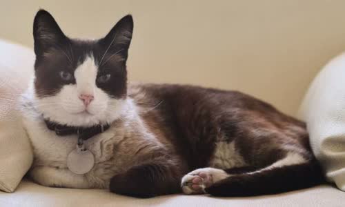 100-truth-about-cats-that-you-should-read-right-meow