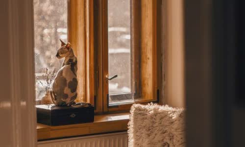 100-truth-about-cats-that-you-should-read-right-meow