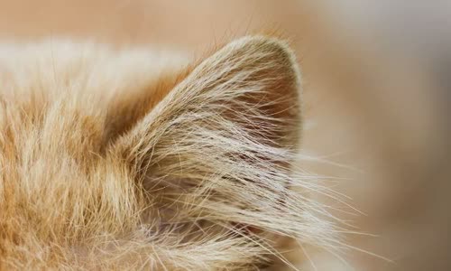 100-truth-about-cats-that-you-should-read-right-meow