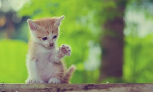 100-truth-about-cats-that-you-should-read-right-meow