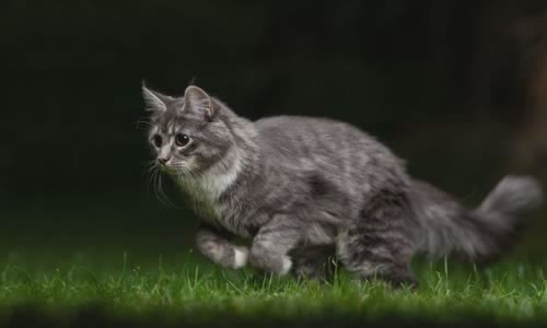 100-truth-about-cats-that-you-should-read-right-meow