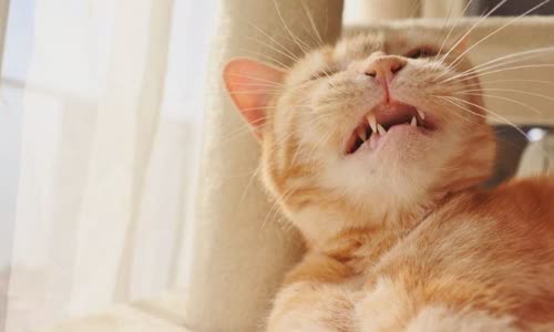 100-truth-about-cats-that-you-should-read-right-meow