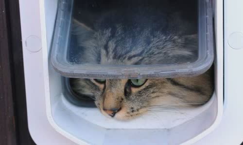 100-truth-about-cats-that-you-should-read-right-meow