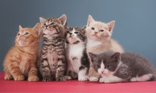 100-truth-about-cats-that-you-should-read-right-meow