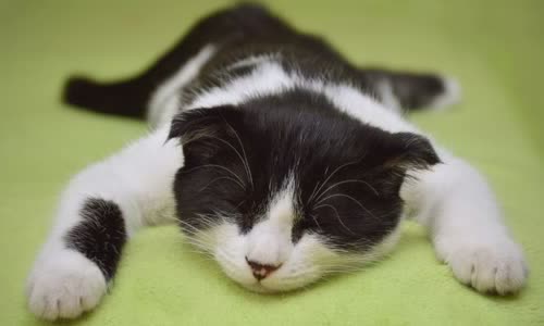 100-truth-about-cats-that-you-should-read-right-meow