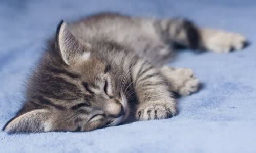 100-truth-about-cats-that-you-should-read-right-meow