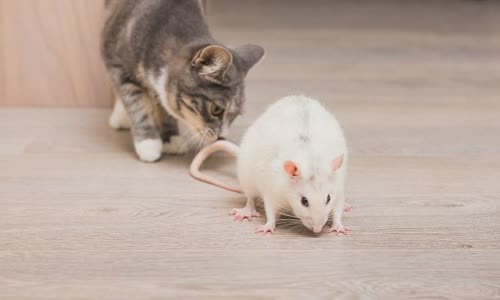 100-truth-about-cats-that-you-should-read-right-meow