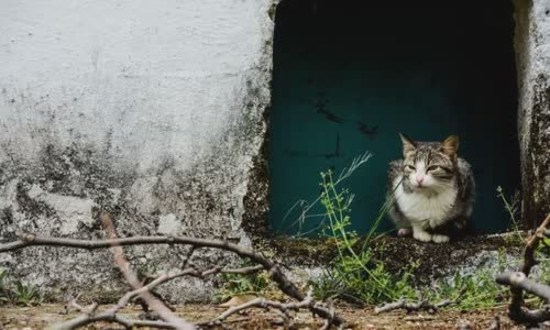 100-truth-about-cats-that-you-should-read-right-meow