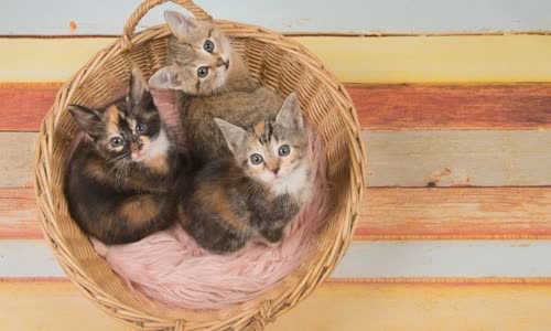 100-truth-about-cats-that-you-should-read-right-meow