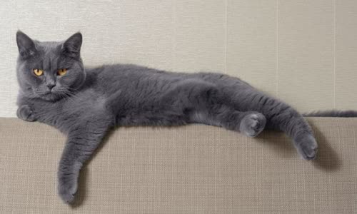 100-truth-about-cats-that-you-should-read-right-meow