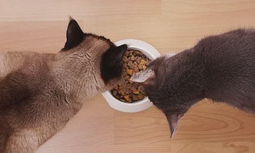 100-truth-about-cats-that-you-should-read-right-meow