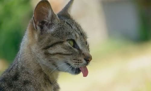 100-truth-about-cats-that-you-should-read-right-meow