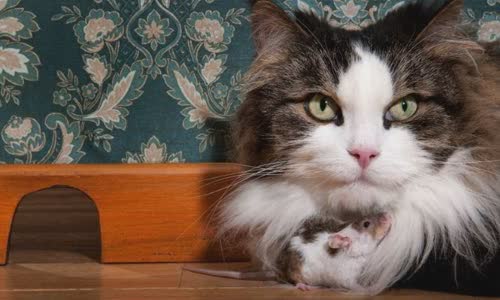 100-truth-about-cats-that-you-should-read-right-meow