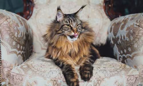 100-truth-about-cats-that-you-should-read-right-meow