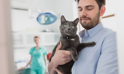 100-truth-about-cats-that-you-should-read-right-meow