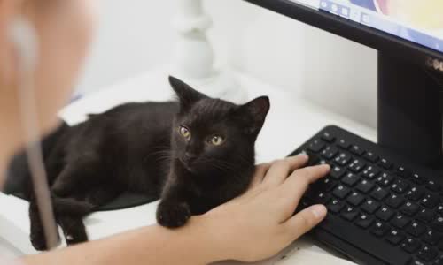 100-truth-about-cats-that-you-should-read-right-meow