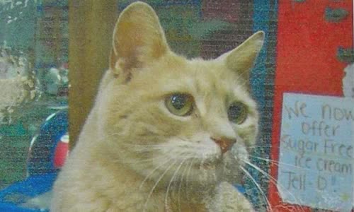 100-truth-about-cats-that-you-should-read-right-meow
