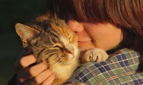 100-truth-about-cats-that-you-should-read-right-meow