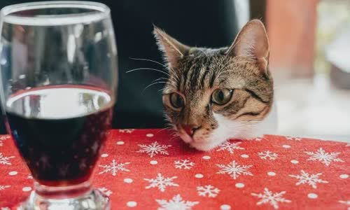 100-truth-about-cats-that-you-should-read-right-meow