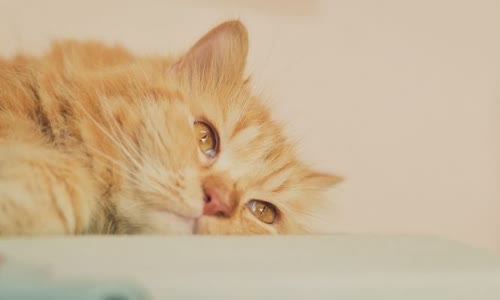 100-truth-about-cats-that-you-should-read-right-meow