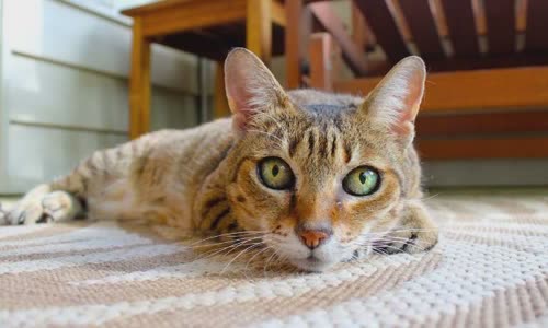100-truth-about-cats-that-you-should-read-right-meow