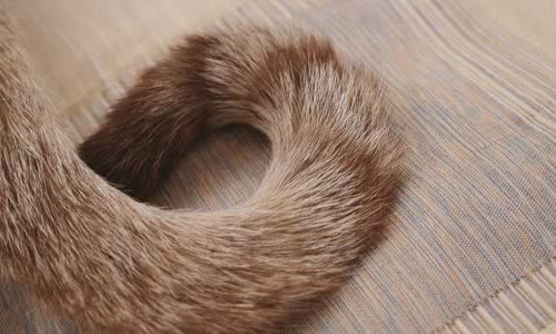 100-truth-about-cats-that-you-should-read-right-meow