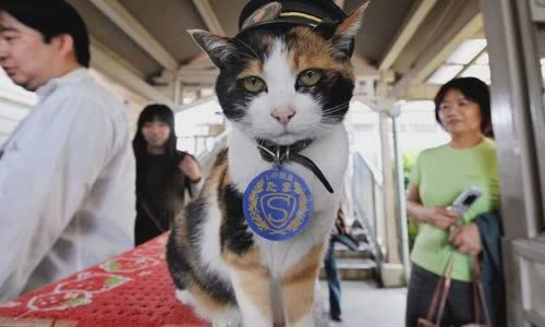 100-truth-about-cats-that-you-should-read-right-meow