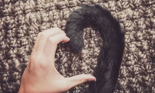 100-truth-about-cats-that-you-should-read-right-meow