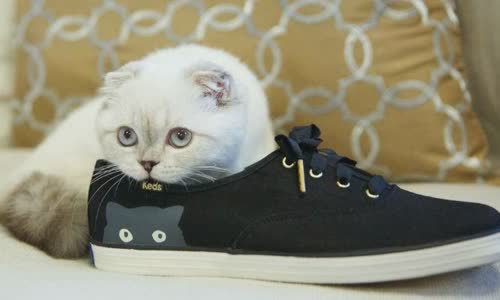 100-truth-about-cats-that-you-should-read-right-meow