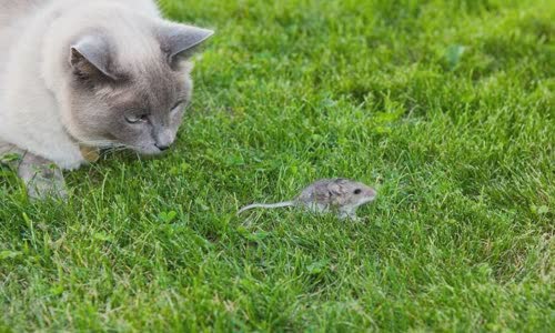 100-truth-about-cats-that-you-should-read-right-meow