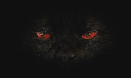 100-truth-about-cats-that-you-should-read-right-meow