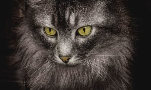 100-truth-about-cats-that-you-should-read-right-meow