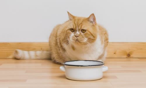 100-truth-about-cats-that-you-should-read-right-meow