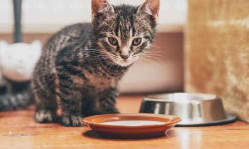 100-truth-about-cats-that-you-should-read-right-meow