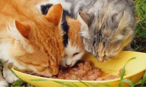 100-truth-about-cats-that-you-should-read-right-meow