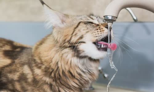 100-truth-about-cats-that-you-should-read-right-meow